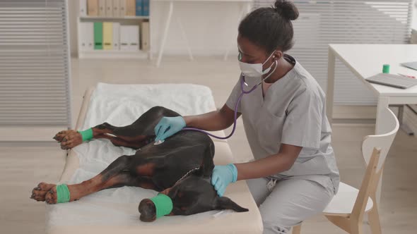 Woman Using Stethoscope on Tied-up Dog
