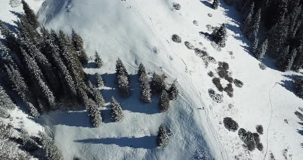 Snow Forest in the Mountains Above the Clouds