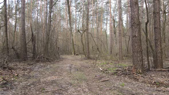 Road in the Forest During the Day Slow Motion