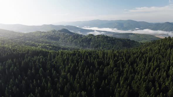 Green Pine Tree Forest on Mountain Range