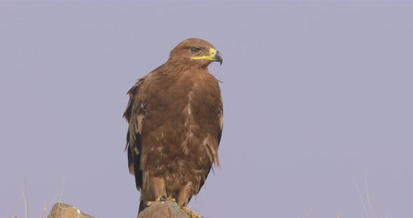 Endangered Steppe Eagle Sitting On A Rock In Middle Of Field. - close up