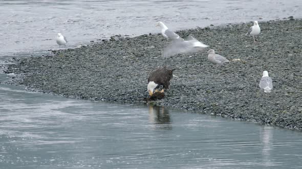 Eagle feeding on a carcass by the waves with seagulls behind it in Alaska