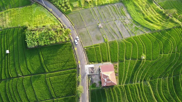 Golden Rice Fields in Canggu, Bali
