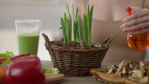 Closeup Wicker Basket with Green Sprouts and Female Hand Spraying Water in Plant