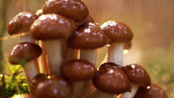 Armillaria Mushrooms of Honey Agaric In a Sunny Forest in the Rain.