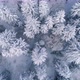 Top View Of Snowy Trees - VideoHive Item for Sale