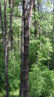 Vertical Video of a Forest with Trees