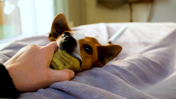 Tenacious Jack Russell holds onto rubber ball in mouth playing with owner