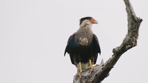 Large bird of prey, crested caracara, caracara plancus perching still on dry dead tree branch, turni