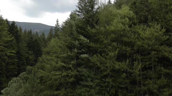 Rising up from inside forest to reveal beautiful forest covered valley. Aerial.