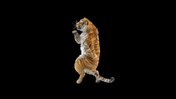 Tiger Dancing HD