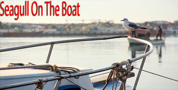 Seagull On The Boat Video