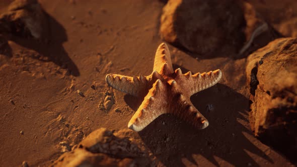 Starfish on Sandy Beach at Sunset