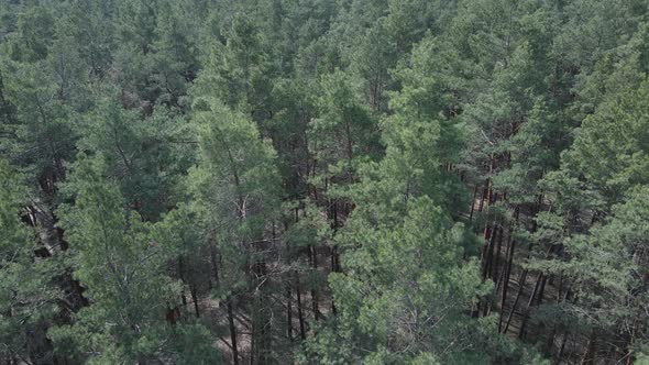 Pine Forest in the Afternoon Aerial View Slow Motion