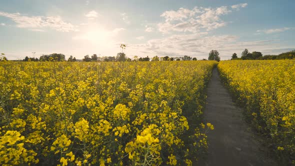 A Path in a Field of Rapeseed on a Spring Day