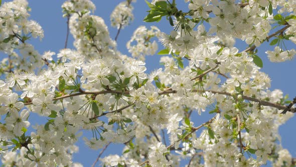 Cherry tree branch with white blossoms against blue sky early spring 4K 2160p UltraHD video - Cherry