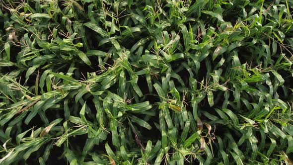 Top View on Green Stalks of Corn Growing in the Field