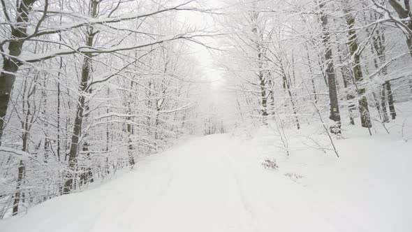 A Track Through a Snowcovered Forest in Winter