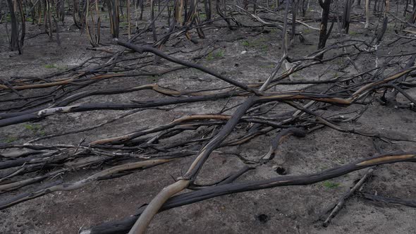 Remains of dead trees burnt black after devastating bush fire - shot tilting up