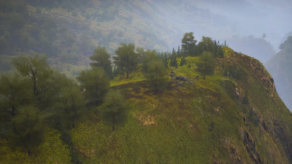 Small Green Trees on Hills in Fog