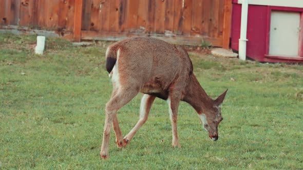 Columbian Black-Tailed Deer Eating Grass