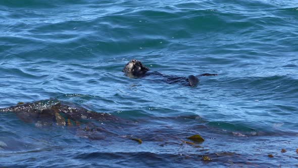 Sea otter finishing up a tasty meal.