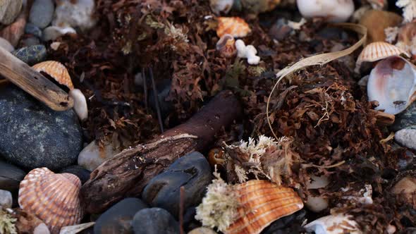 Close Up View Of Empty Sea Shells And Dried Sea Weed On Beach