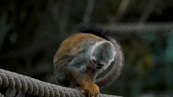 Squirrel Monkey Sitting On A Rope And Looking Down. wide