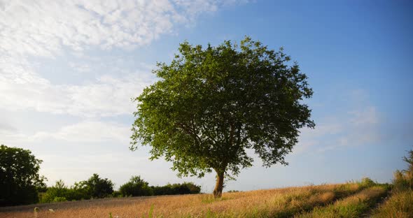 A Lonely Tree in a Wheat Field