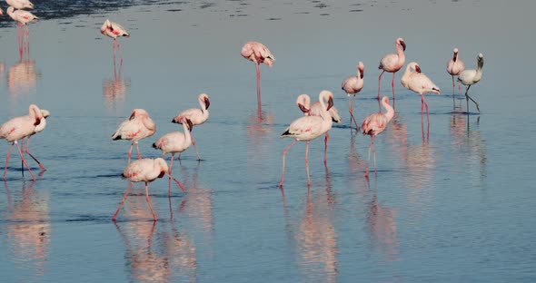 Stunning footage of the shallow waters near Walvis Bay with lots of flamingos 4k