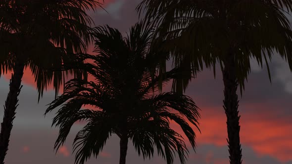 Side View of Palm Trees in Sunset