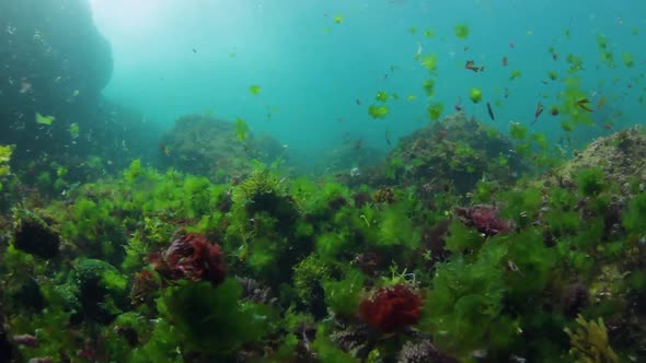 Swimming through seaweed along the ocean floor