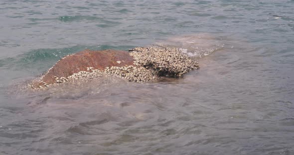 The Big Stone Covered with a Colony of Seashells. Soft Waves Splashing on the Stone.