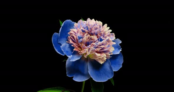 Beautiful Blue Peony Background. Blooming Peony Flower Open, Time Lapse  UHD Video Timelapse