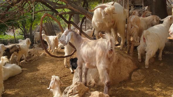 Herd of Domestic Goats in Turkey