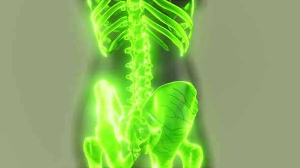 Glow Skeletal Bones of Human