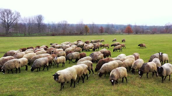 Sheeps in a field eat grass in sunny day. Long-haired domestic animals in a herd across the meadow.