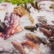Close Up Footage of a Variety of Fresh Seafood on the Counter with Fine Crushed Ice Crabs Lobsters - VideoHive Item for Sale