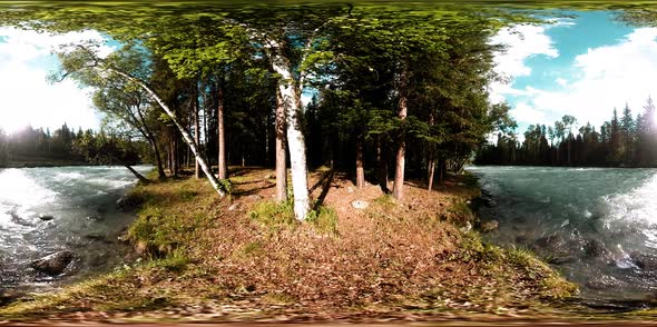 360 VR Virtual Reality of a Wild Forest. Pine Forest, Small Fast, Cold Mountain River. National Park