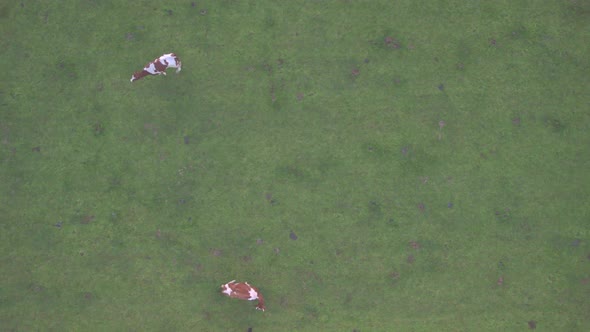 Aerial View of Cattle Cows in the Grass in a Meadow Taken with a Drone