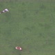 Aerial View of Cattle Cows in the Grass in a Meadow Taken with a Drone - VideoHive Item for Sale
