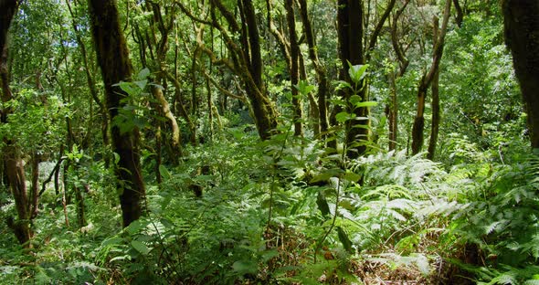 La Ensillada Cabeza De Tejo Walking Through Bosque Encantado in Anaga Forest on Tenerife Canary