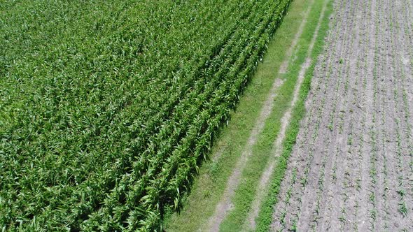 4k Aerial Drone flight over corn plant field.