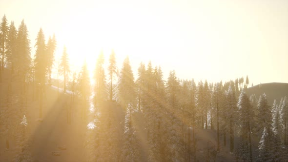 Aerial View of Forest During Cold Winter Morning