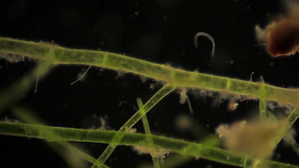 Microscopic annelid wiggles near algae filaments.