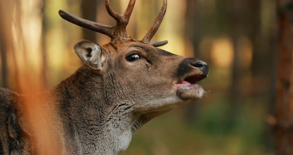 Fallow Deer Or Dama Dama Grazes In Autumn Forest
