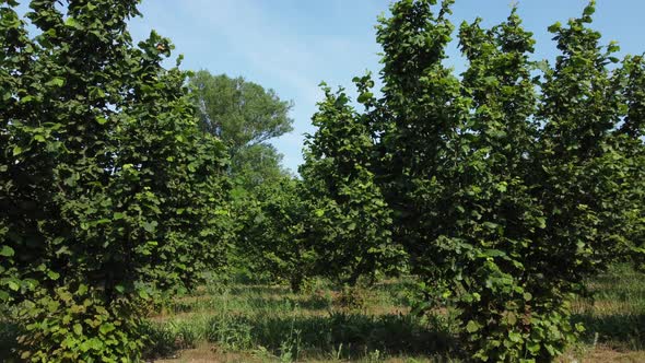 Hazelnut agriculture organic cultivation field