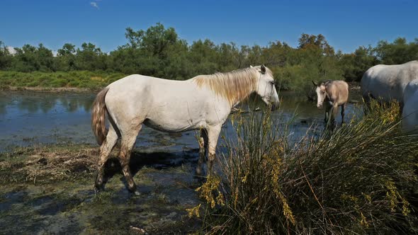 White Camargue horse, Camargue, France