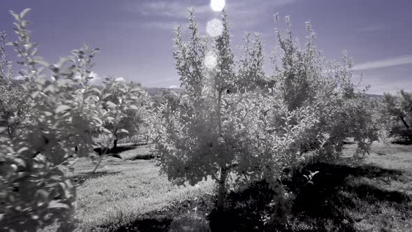 Backlit apple trees in orchard shot in infrared making all the foliage white and the sky a shade of