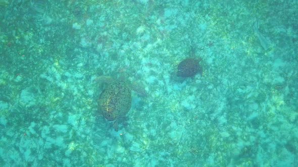 Aerial flight over turquoise water and two turtles swimming in Mabul, Malaysia
